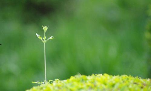 春春草在线观看,在线观看，探寻青春的绿色篇章  第1张