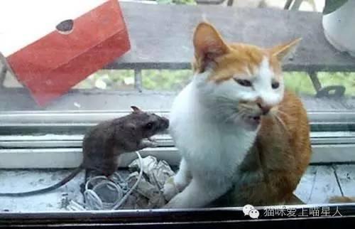 河南都市爆料猫咪事件视频,温情与争议交织的救助瞬间  第2张