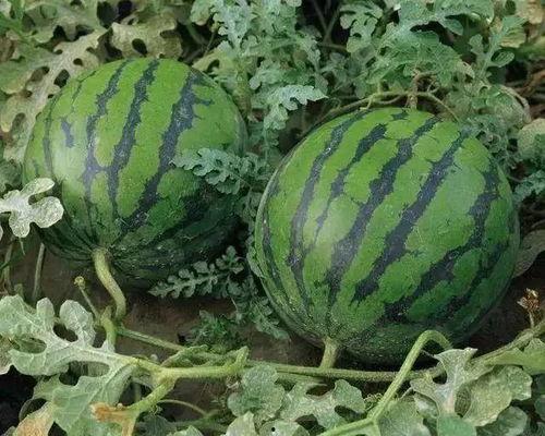 溧阳吃瓜最新事件爆料视频,最新爆料视频揭露惊人真相  第3张