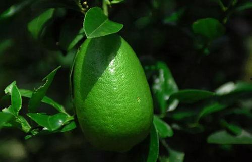 香水柠檬爆料方法视频,视频教学大公开 第1张 香水柠檬爆料方法视频,视频教学大公开 第1张